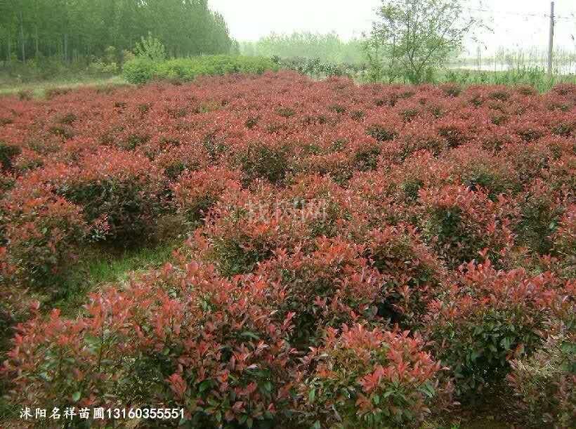 红叶石楠球