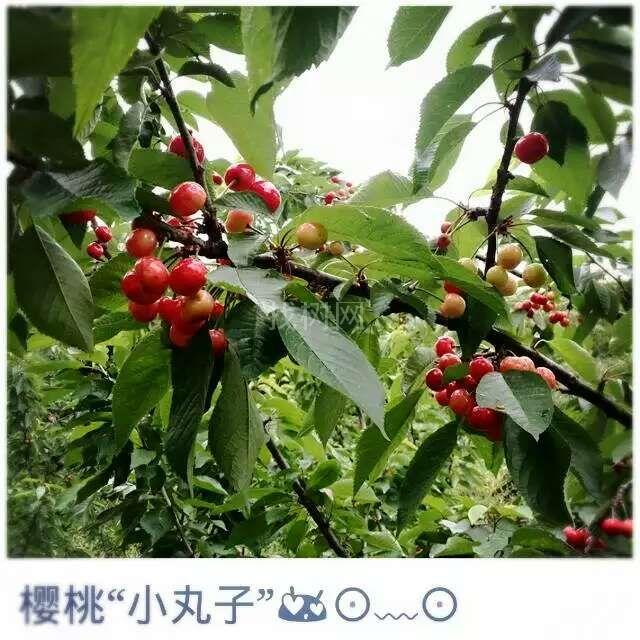 美早樱桃