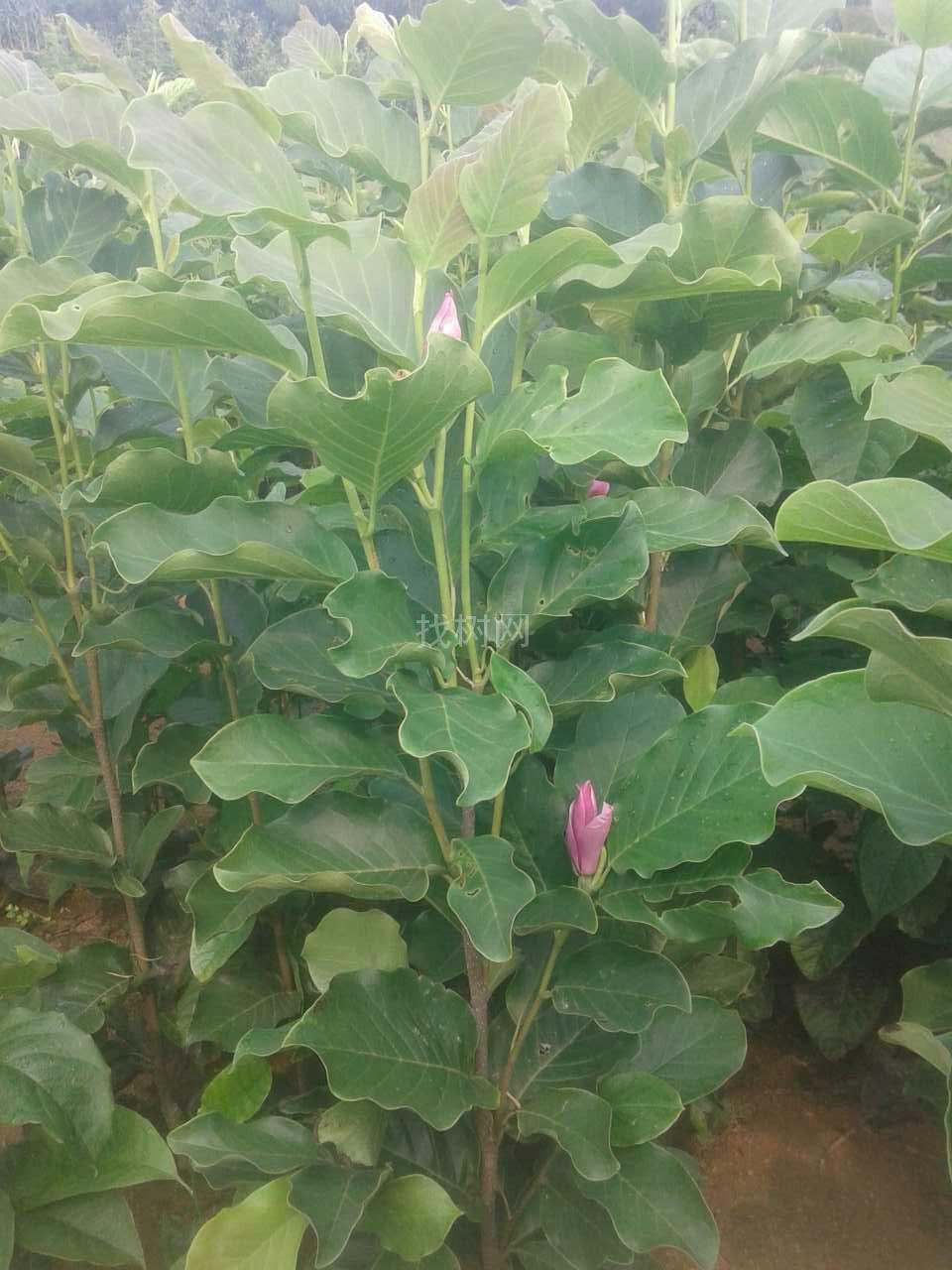 红润玉兰(一年多次开