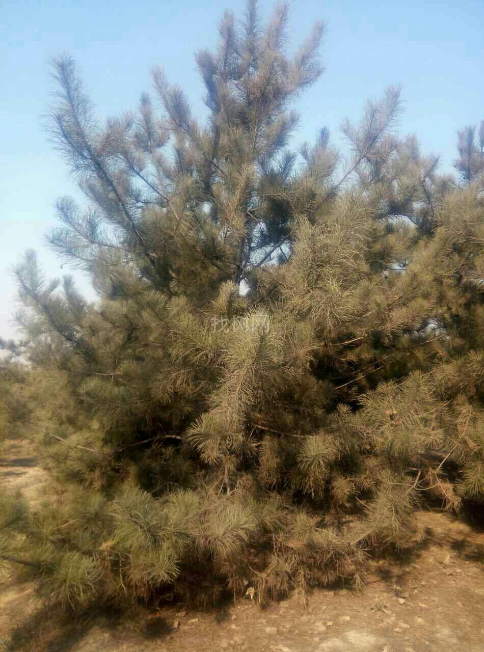 油松