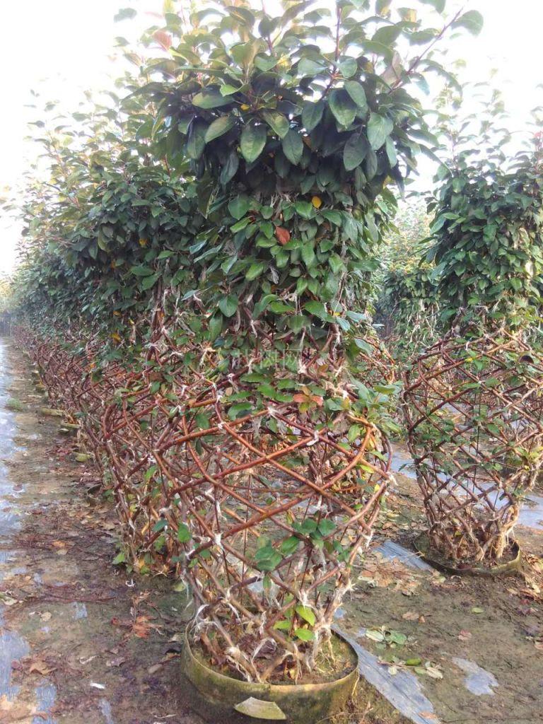 贵人果海棠花瓶