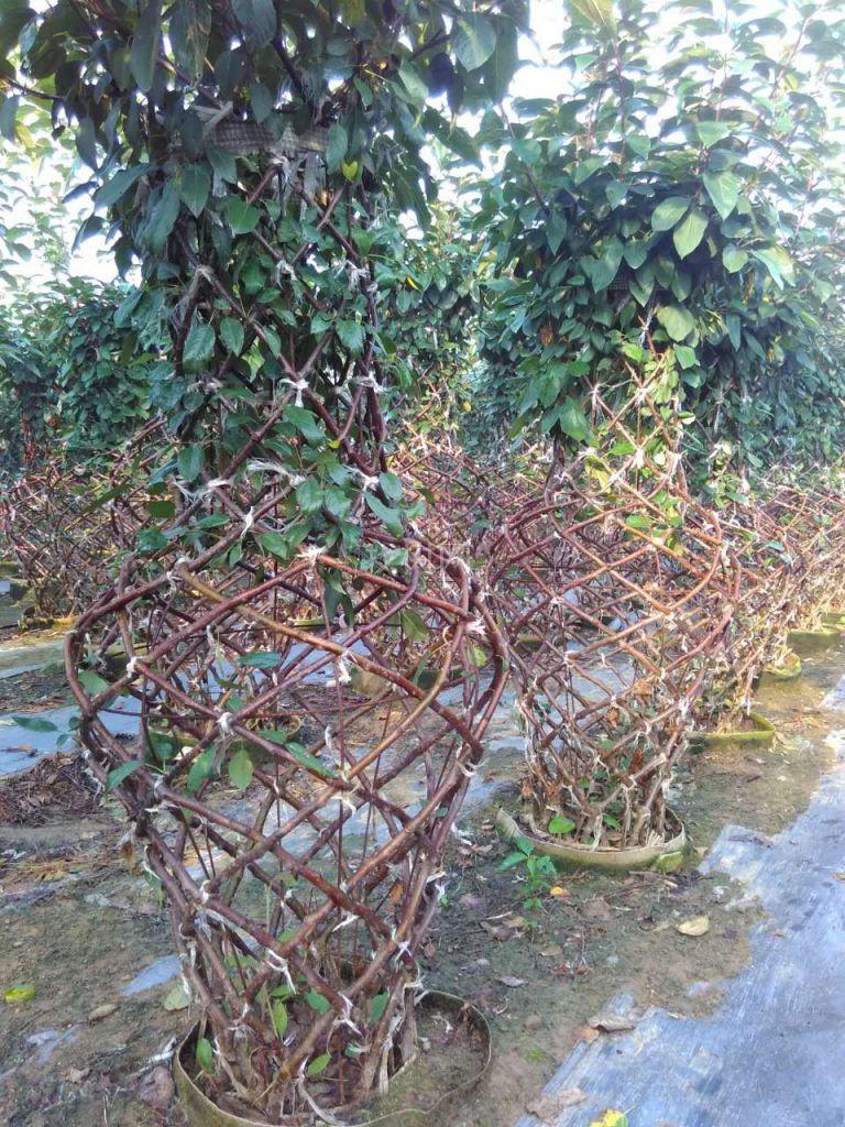 贵人果海棠花瓶
