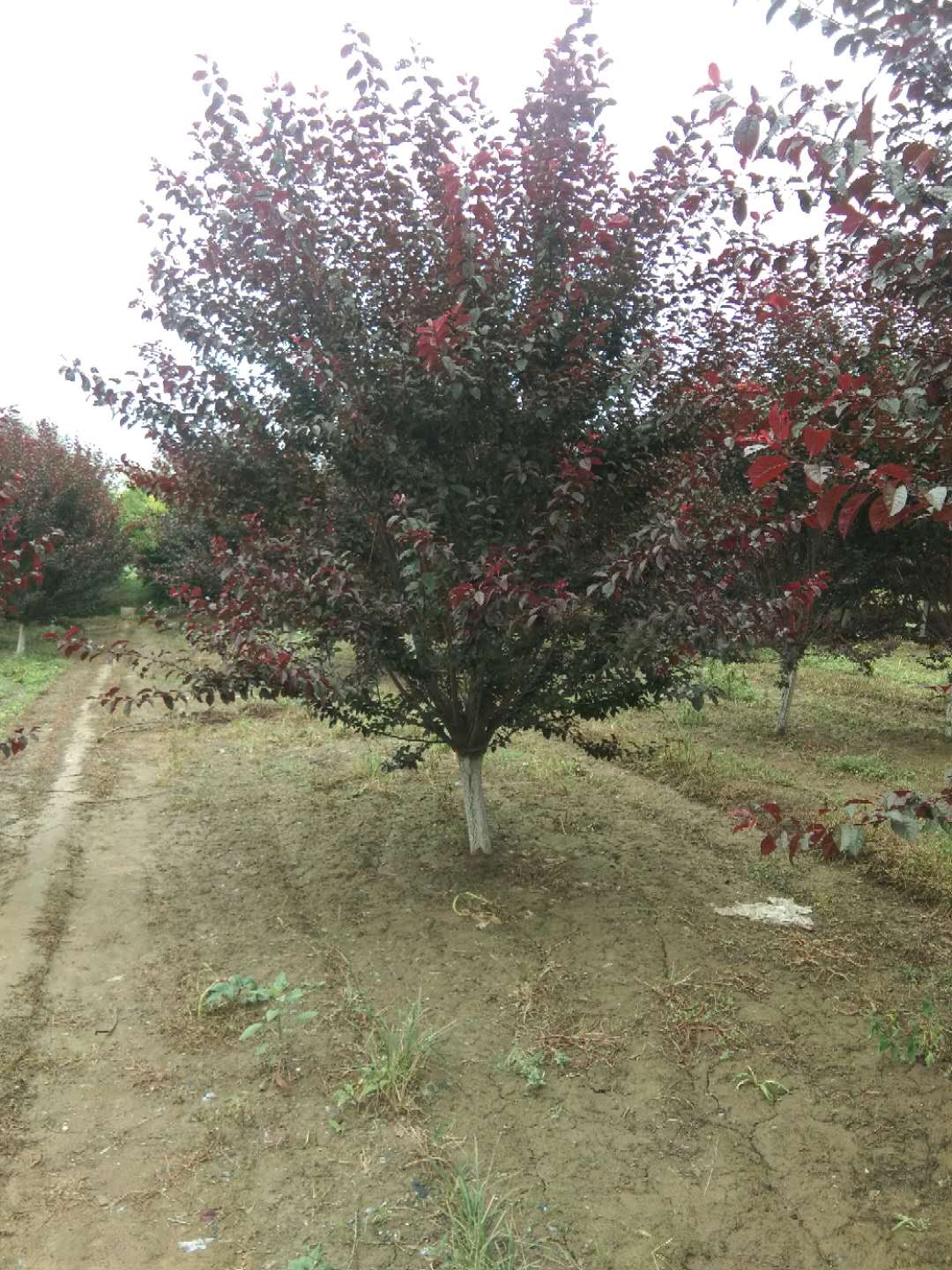 太阳李