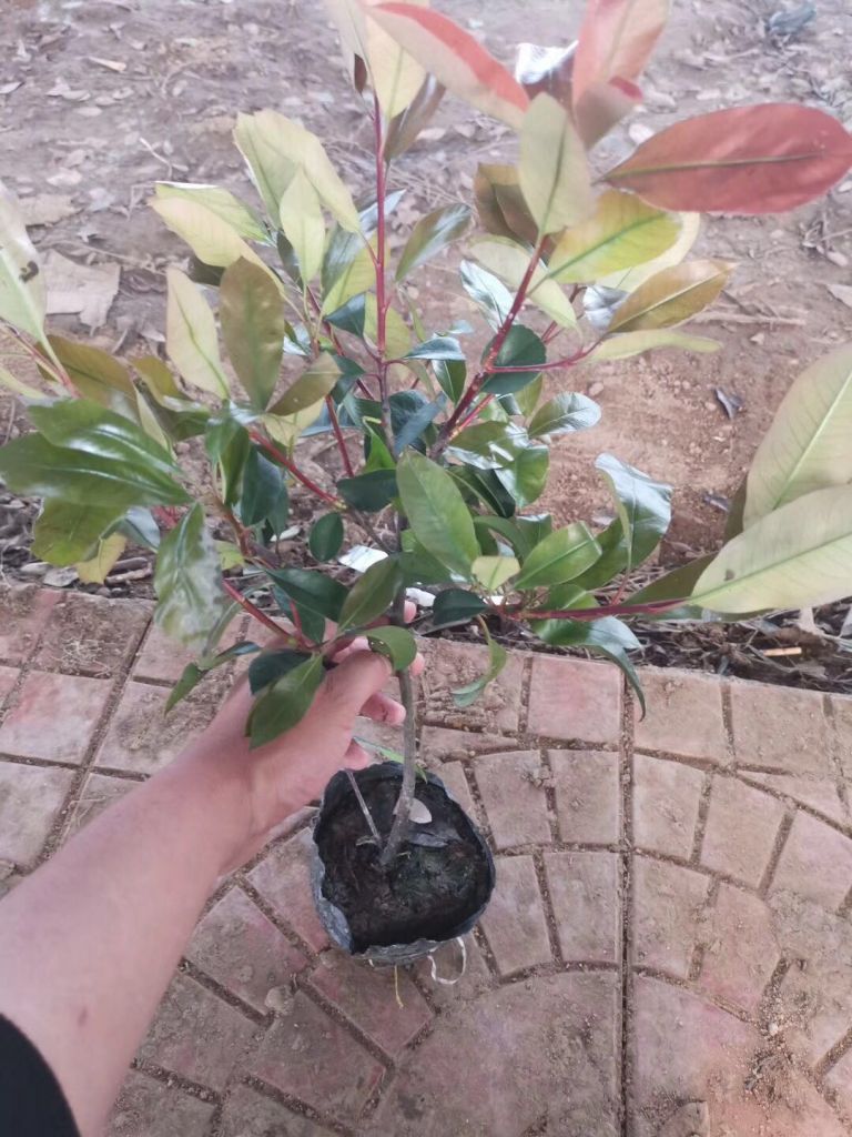 大盆石楠