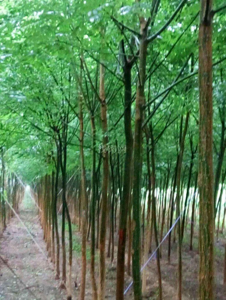 国槐