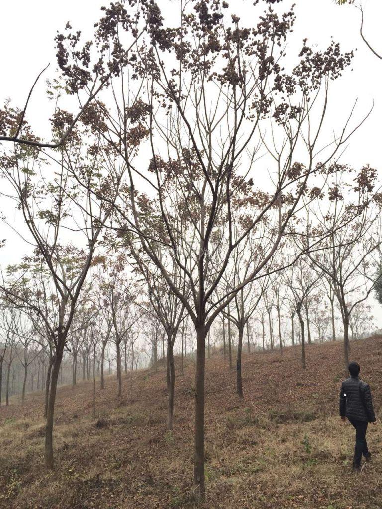 栾树