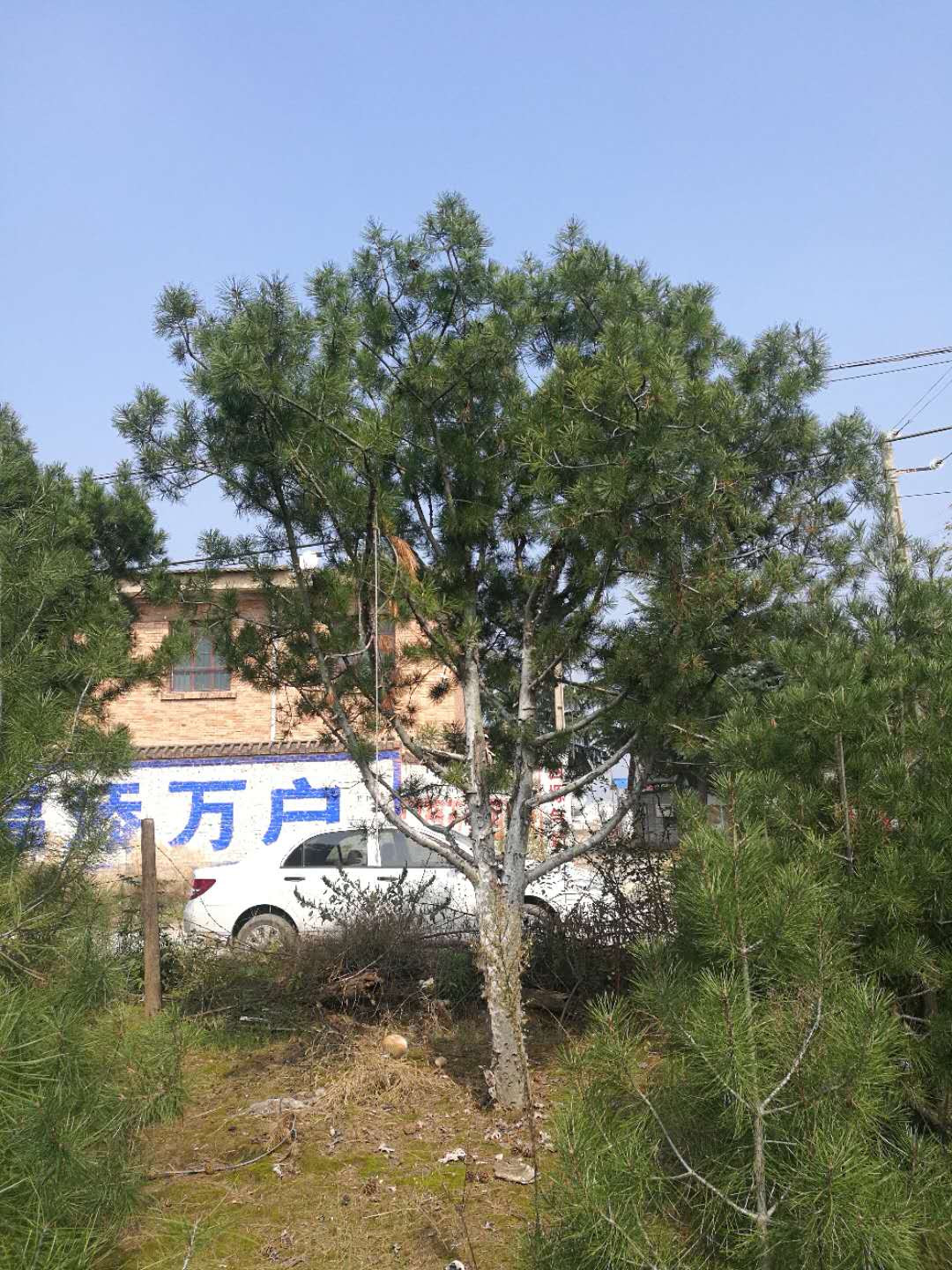 白皮松