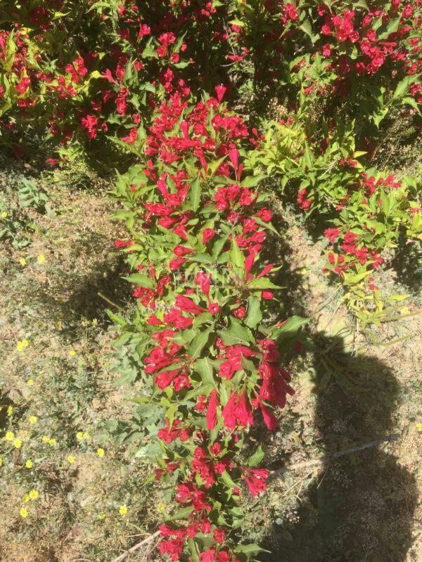 红王子锦带
