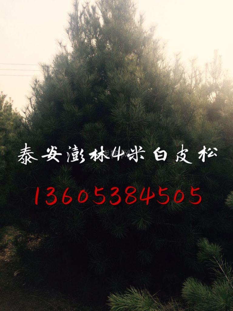 白皮松