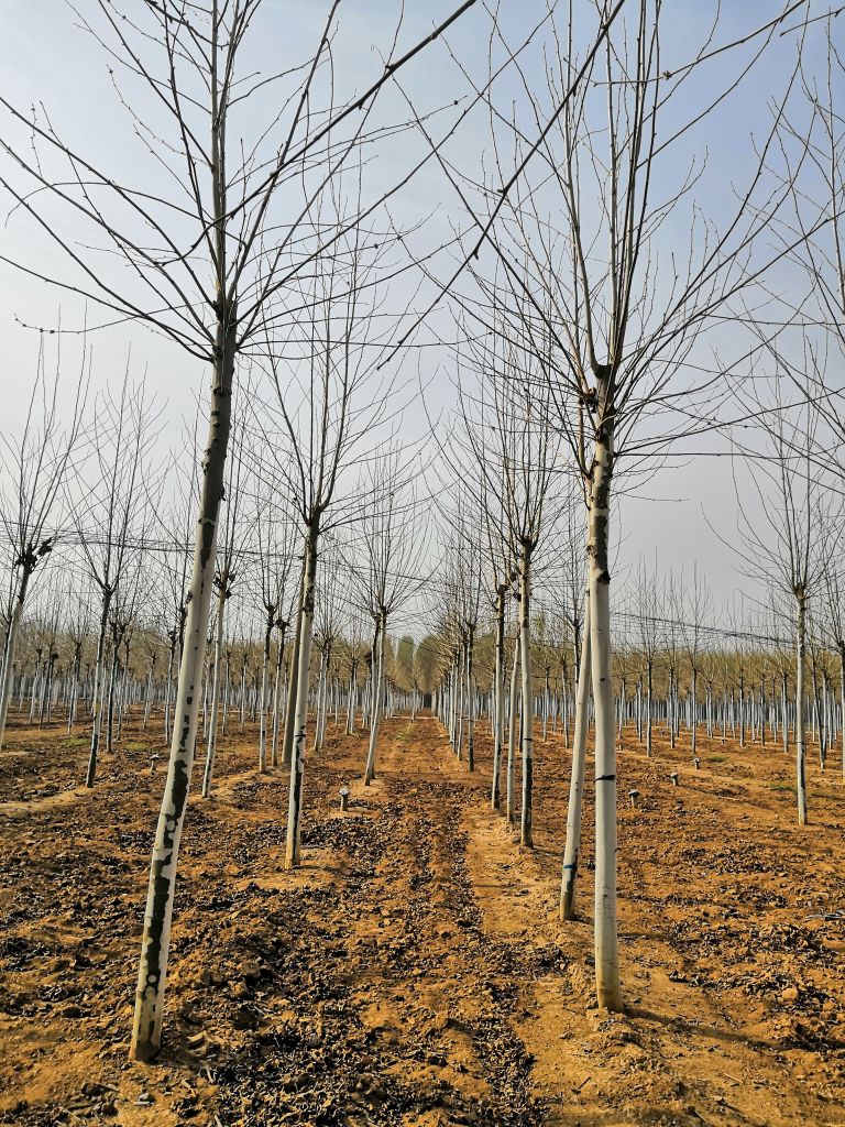 法桐