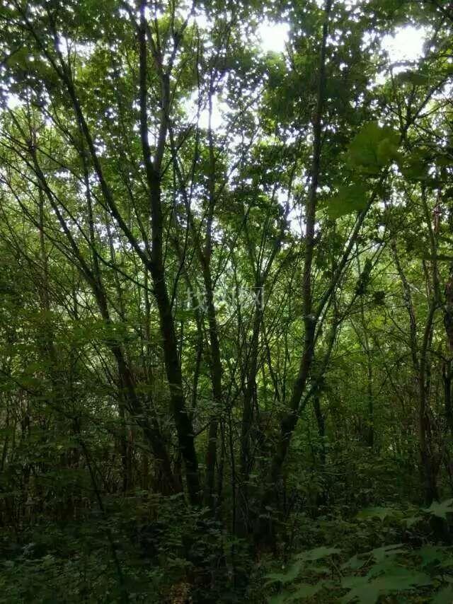 丛生蒙古栎