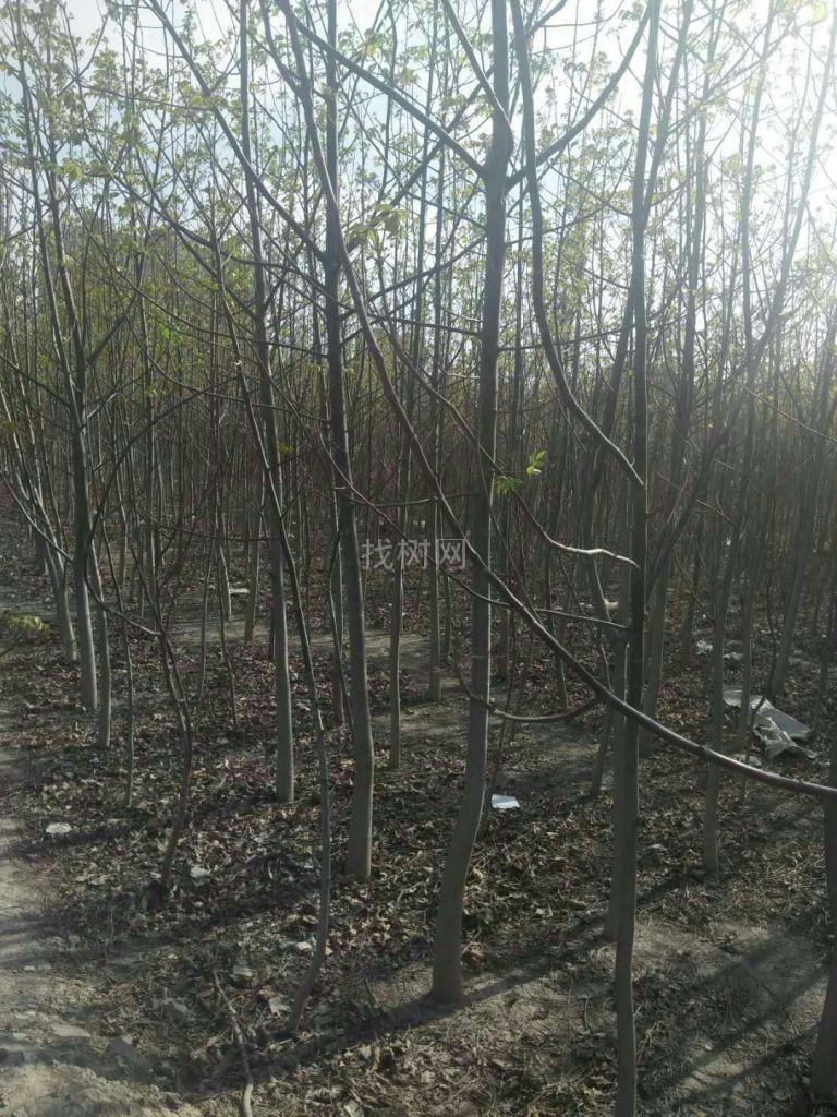清地树