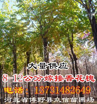 嫁接香花槐