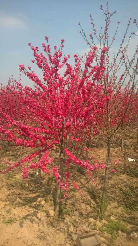 精品桃花，满天红