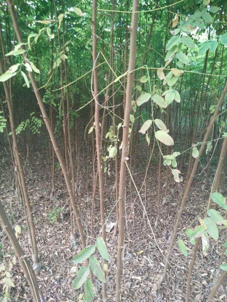 香花槐小苗