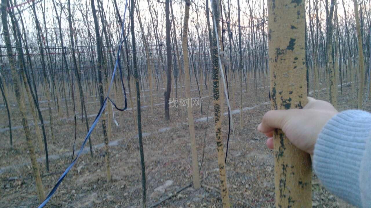 原生国槐