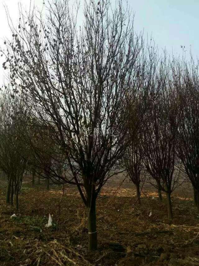 紫叶李