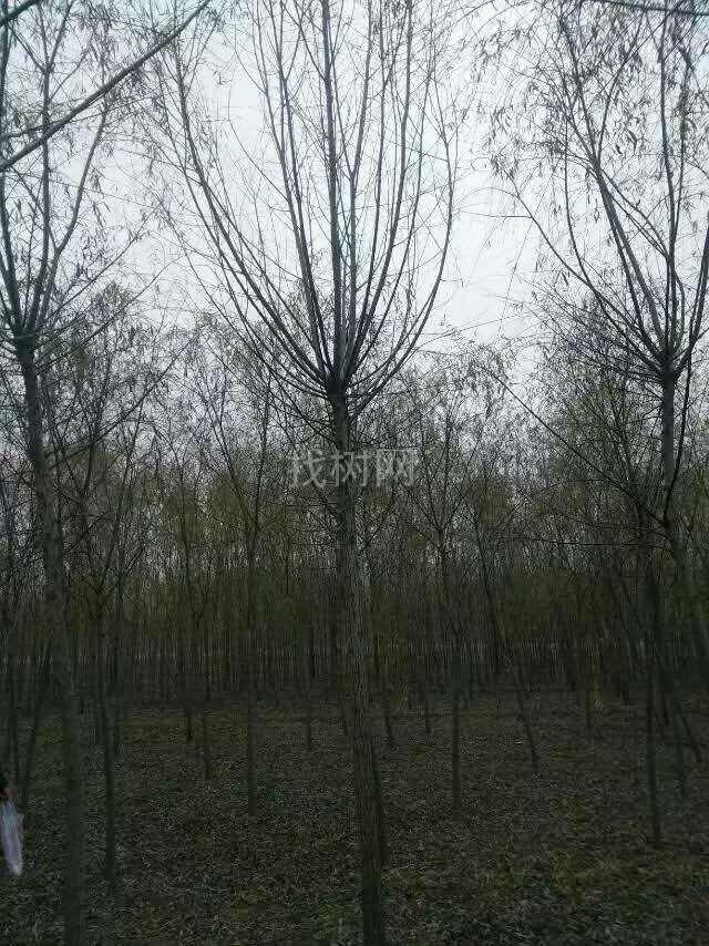 馒头柳