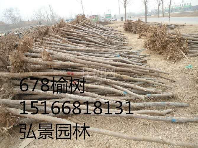 榆树