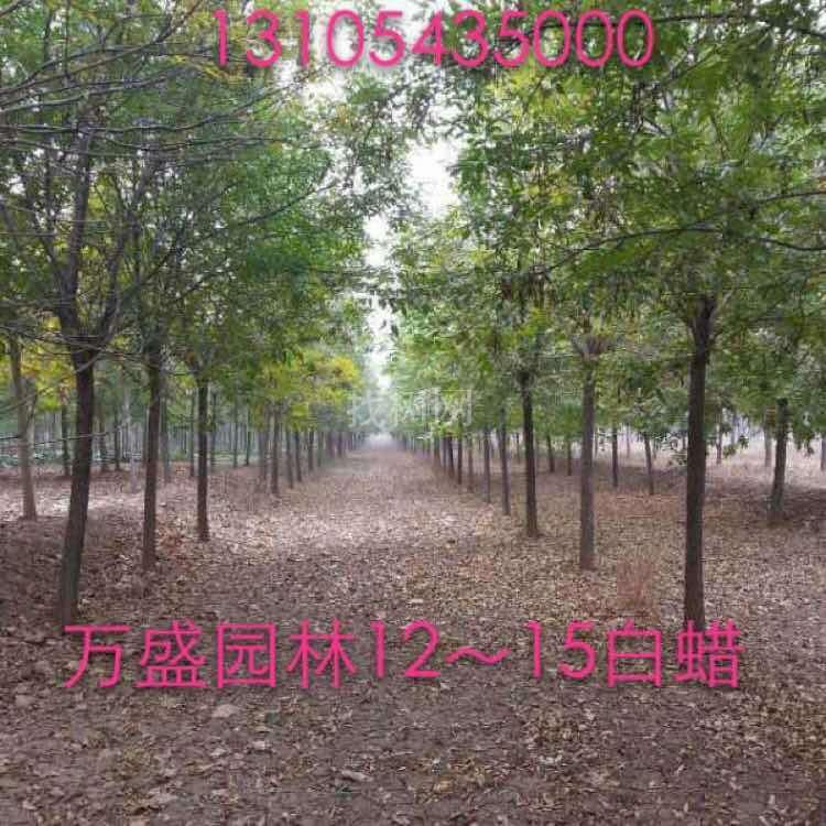 白蜡