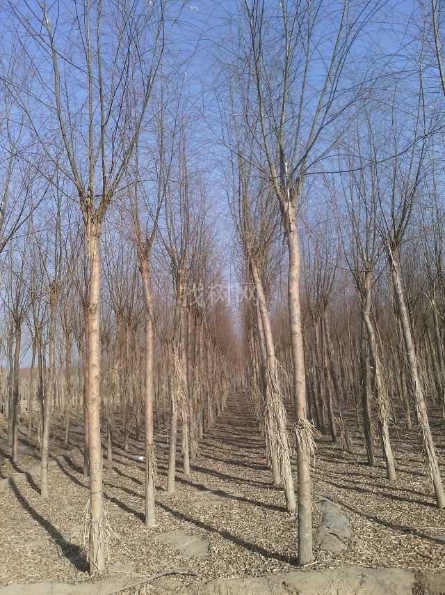 嫁接垂柳