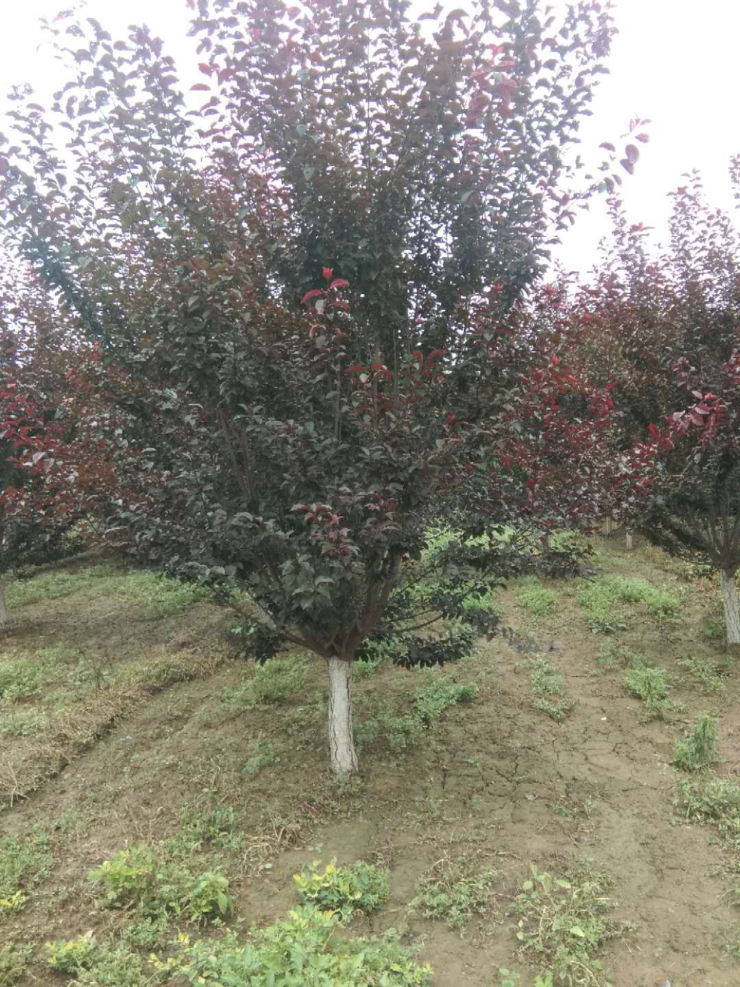 太阳李