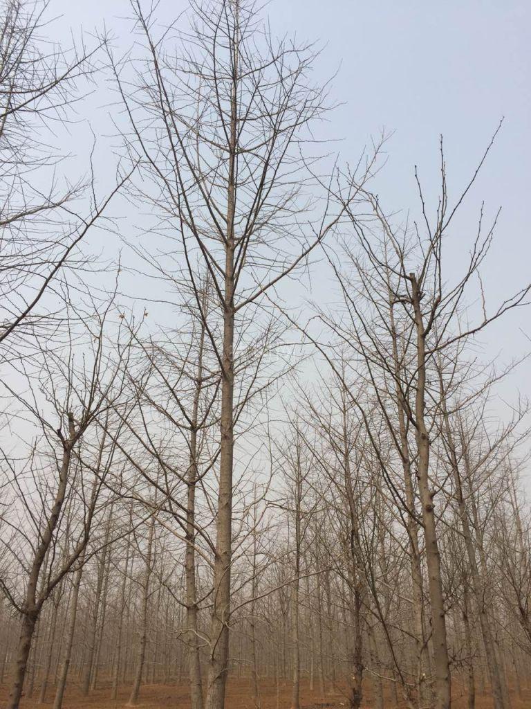 银杏树