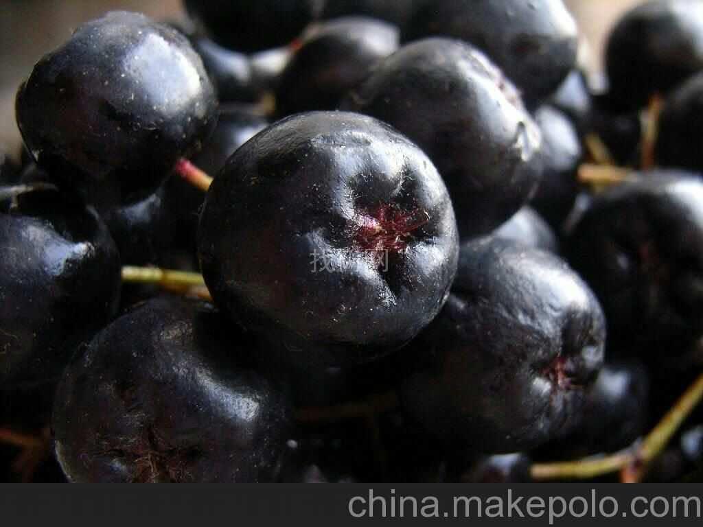 黑果花楸