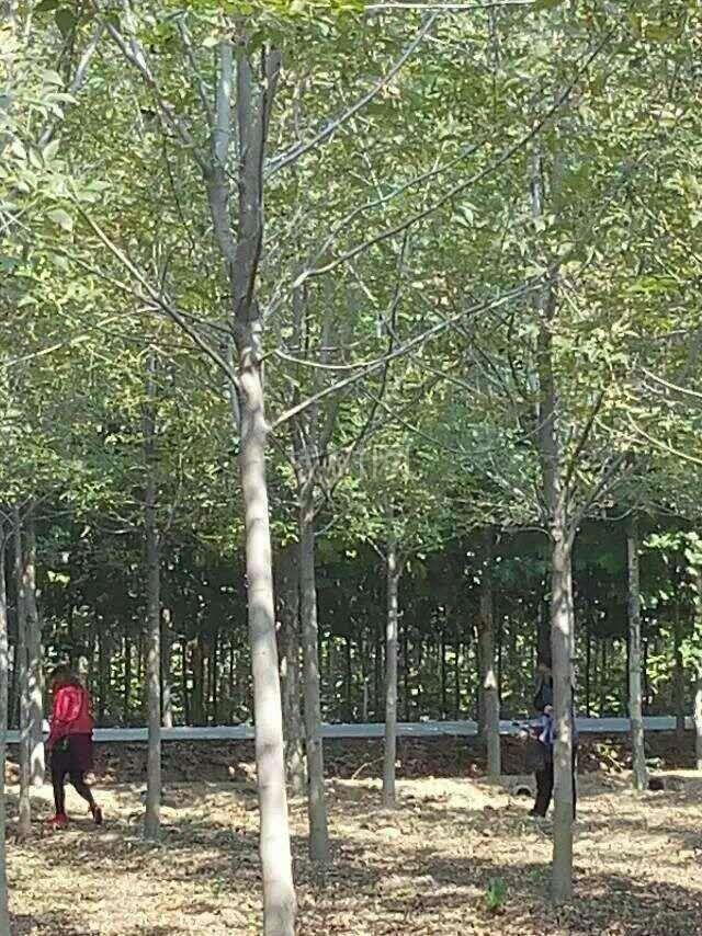 12速生白蜡