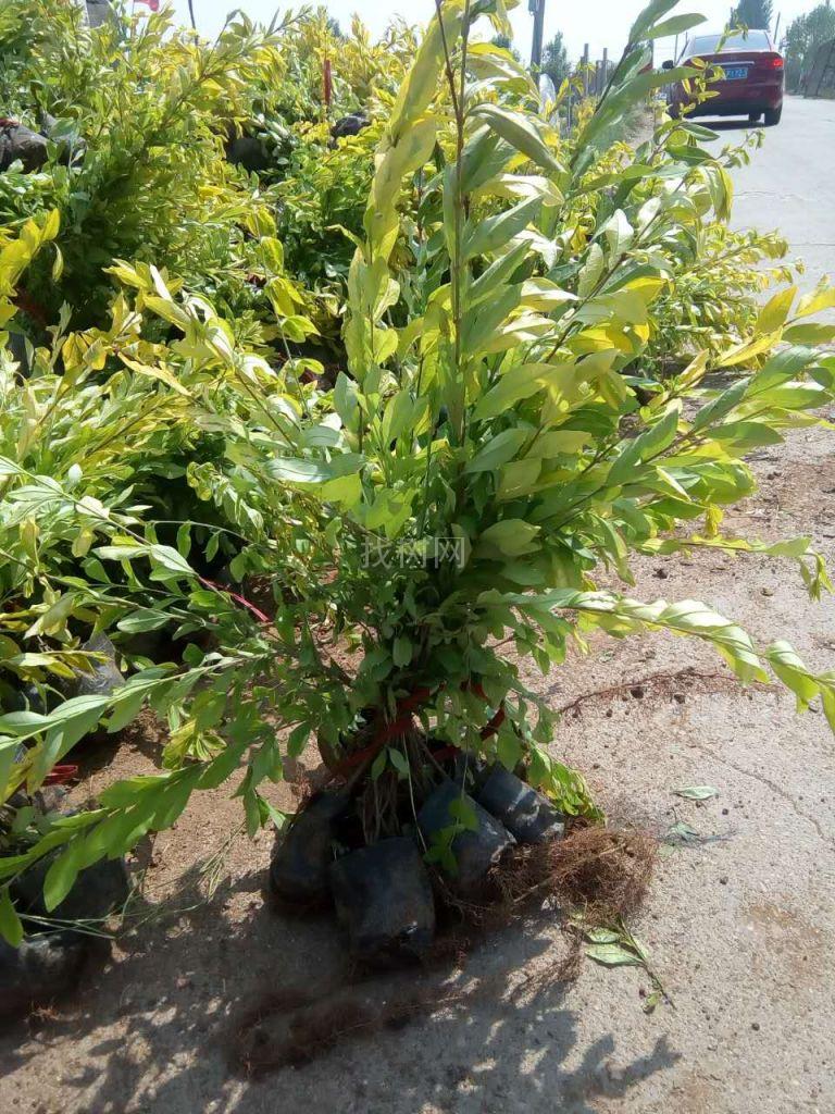 金叶水蜡
