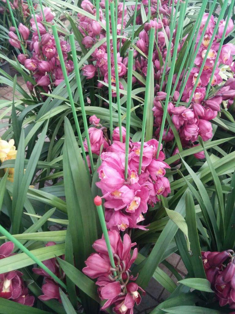 花卉兰