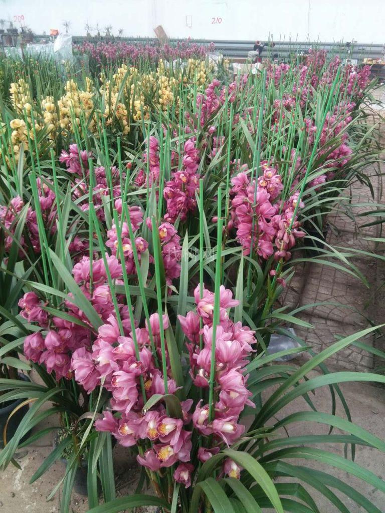 花卉兰