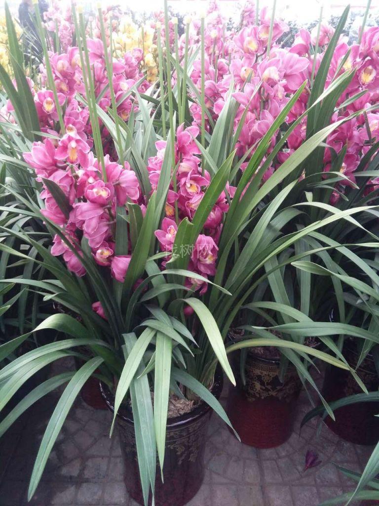 花卉兰