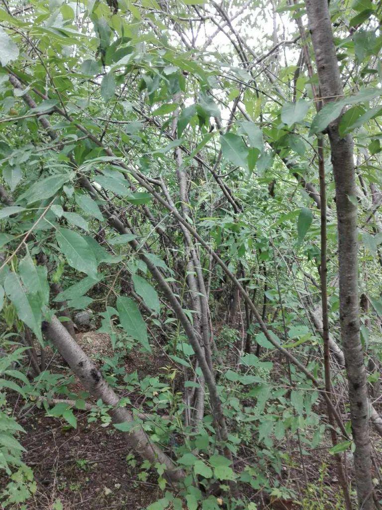 山桃