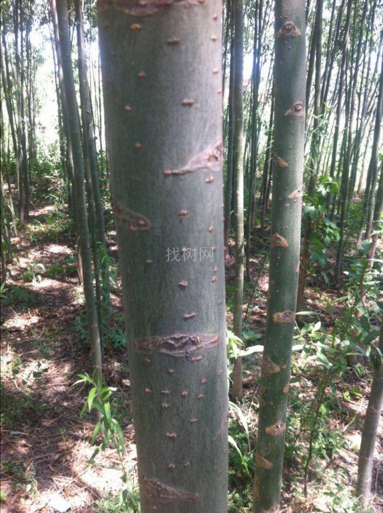 竹柳