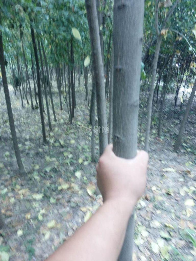 丝棉木