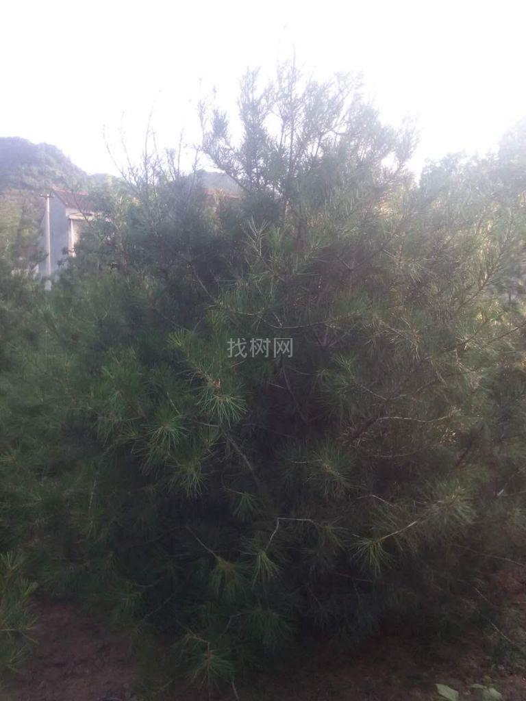 白皮松