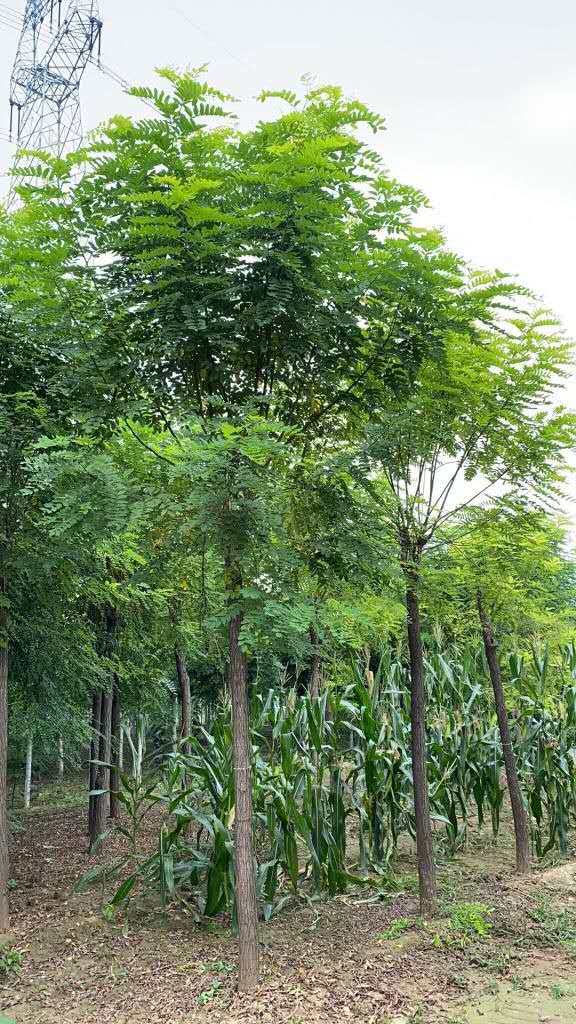 香花槐