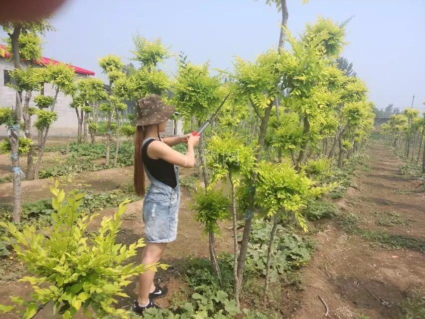 造型金叶榆