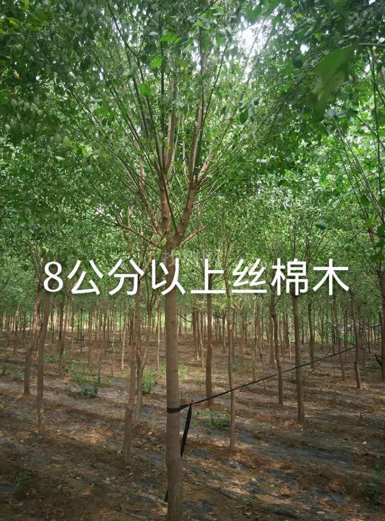 丝棉木