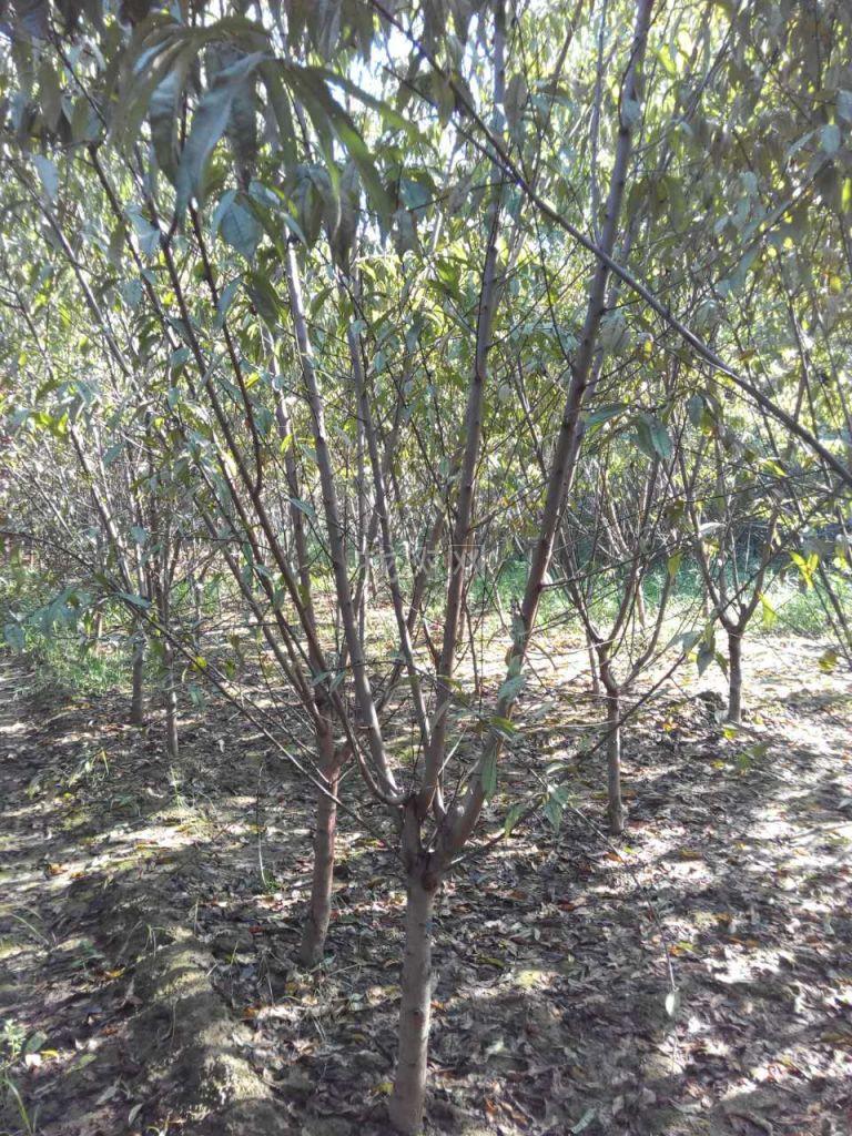 红叶碧桃