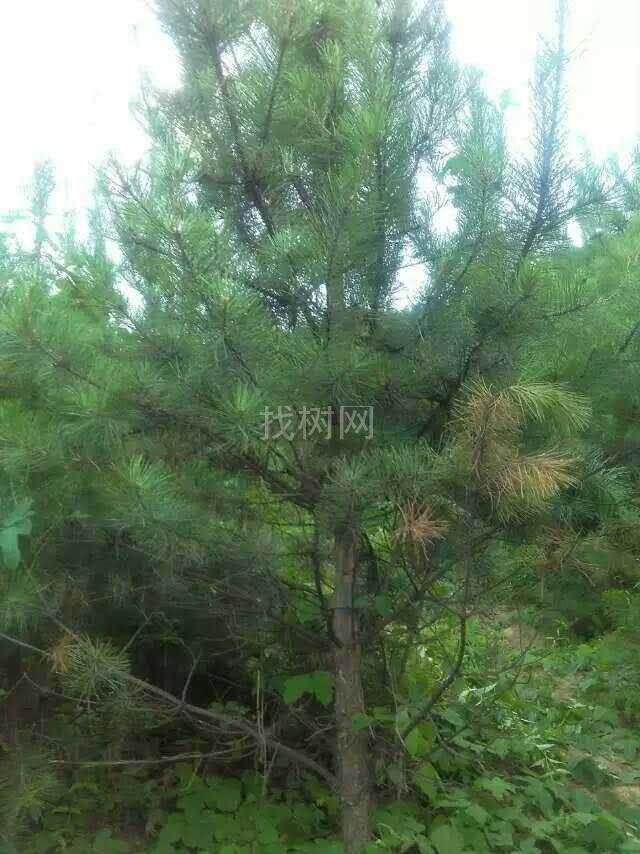 油松