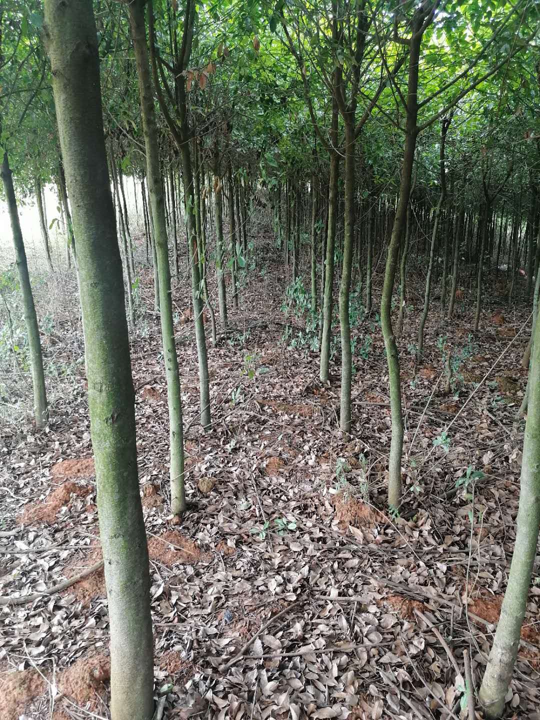 球花石楠