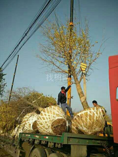 银杏树