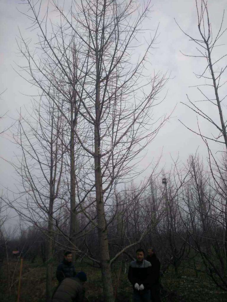 银杏树