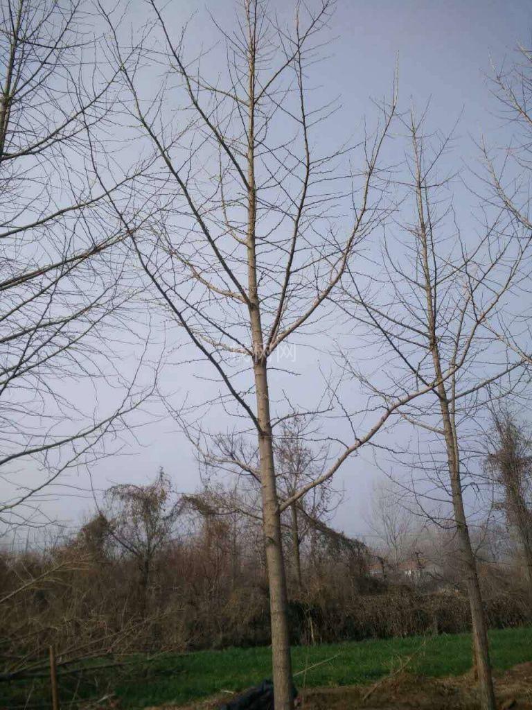 银杏树
