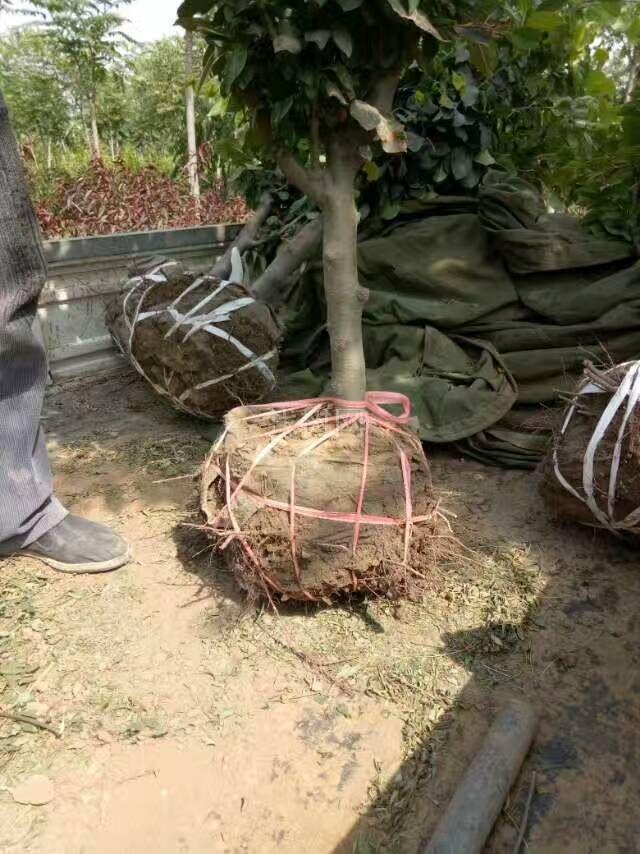西府海棠
