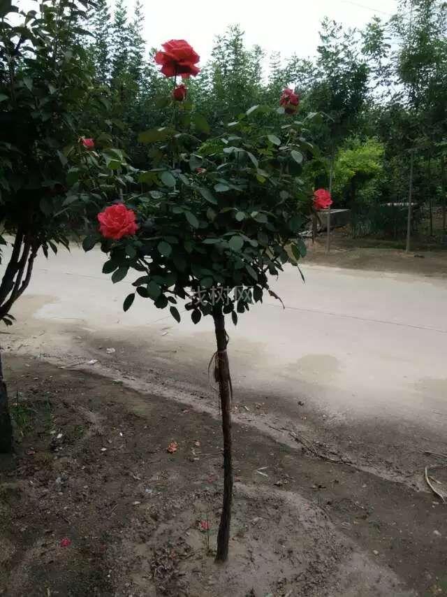 树型月季