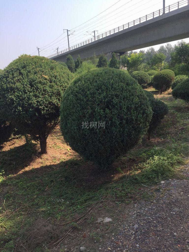 桧柏球