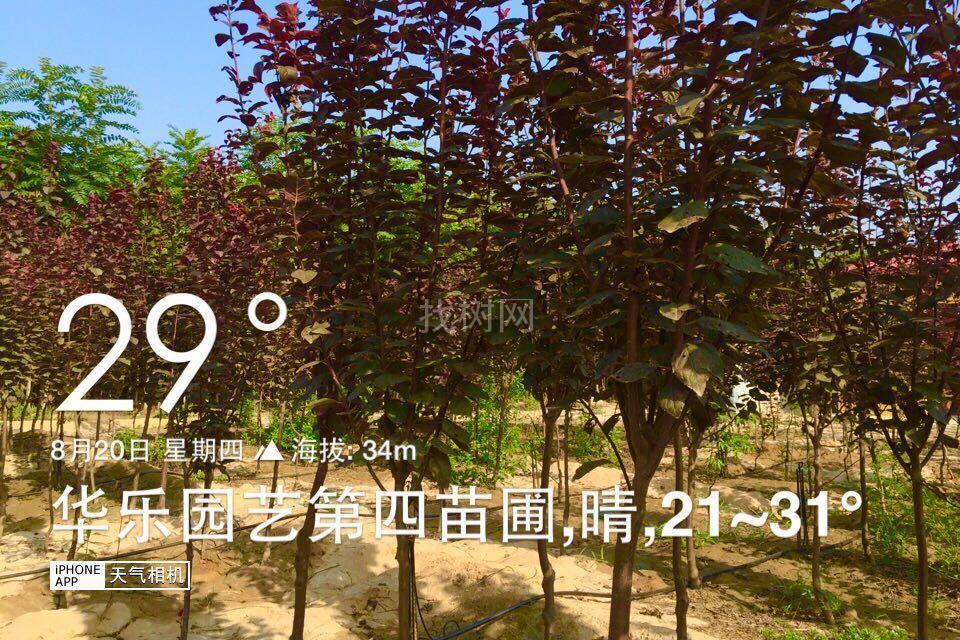 紫叶李